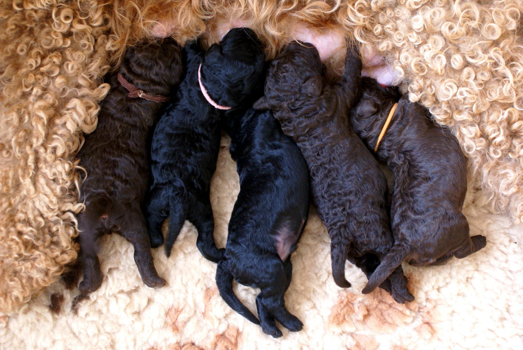 australian labradoodle